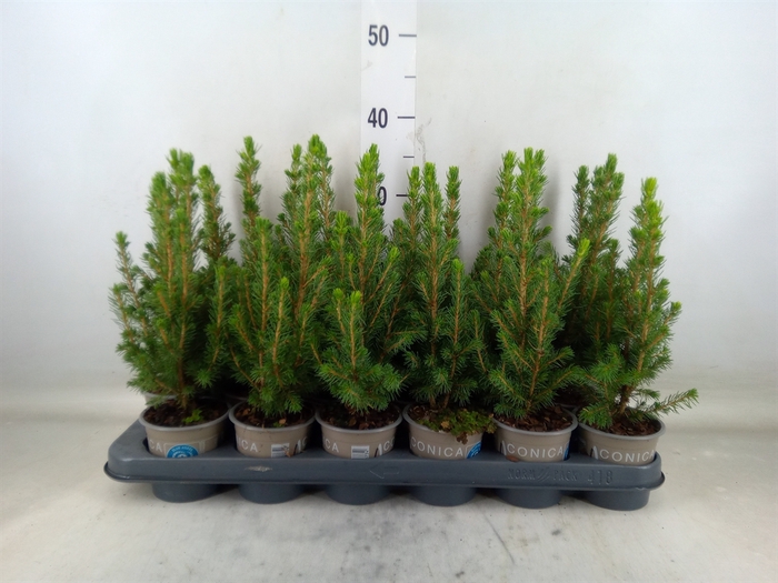 <h4>Picea glauca 'Conica'</h4>