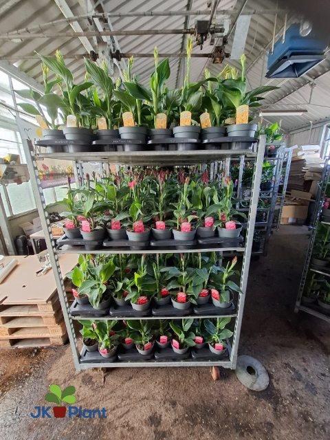 <h4>CANNA CANNOVA GEM</h4>