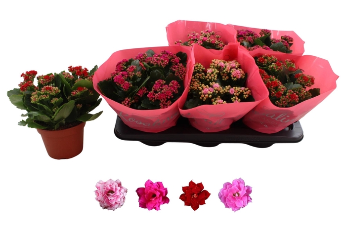 <h4>KAL GE RO GEM 4 KL</h4>