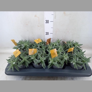 Crassula  'Kraaiepootje'