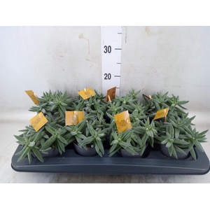 Crassula  'Kraaiepootje'