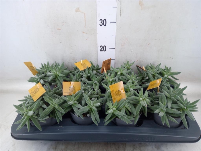 Crassula  'Kraaiepootje'