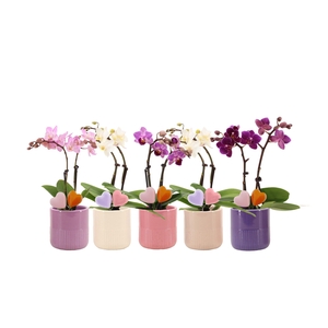 Morgan Charm Mix Tiny Dolls Mix 2T10+ Aqu@ Duo Hartjes