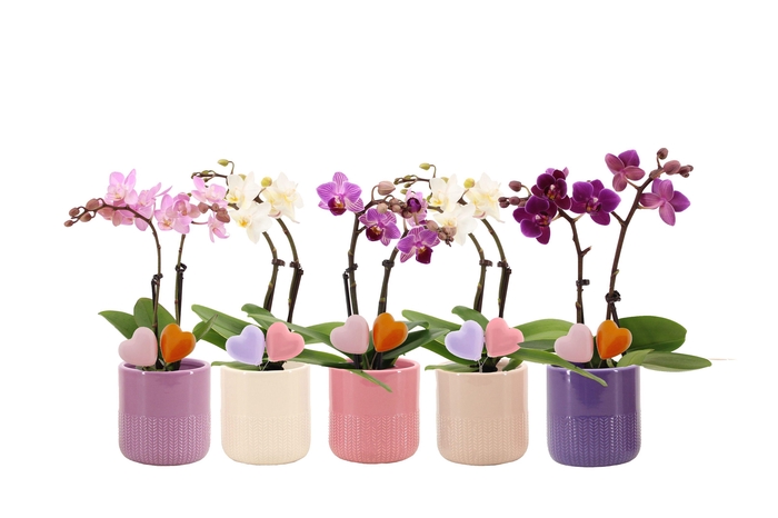 <h4>Morgan Charm Mix Tiny Dolls Mix 2T10+ Aqu@ Duo Hartjes</h4>