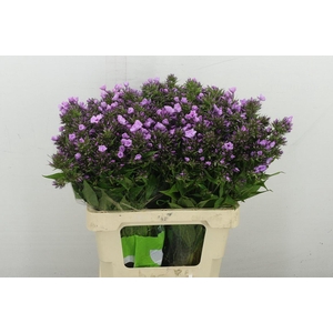 Phlox Pb Violet Eyes