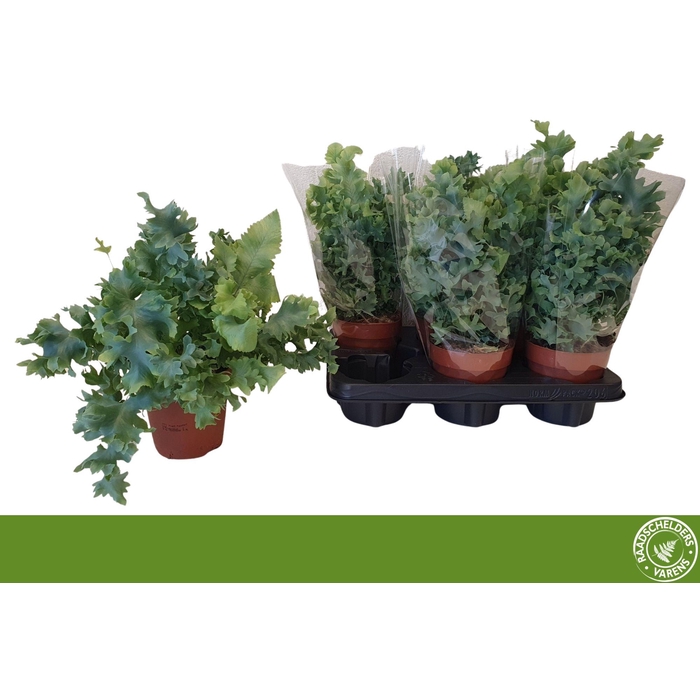 <h4>PHLEBO A DAVANA</h4>