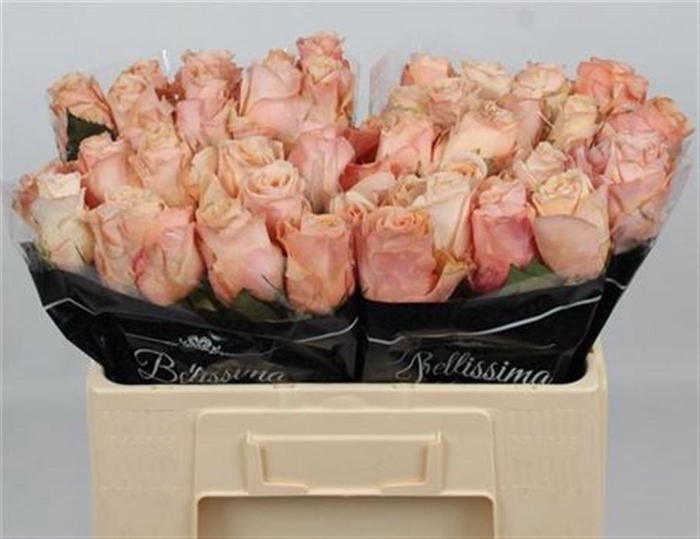 <h4>R Gr Salmon</h4>