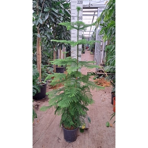 Araucaria heterophylla