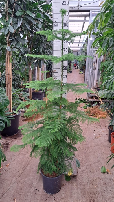 <h4>Araucaria heterophylla</h4>