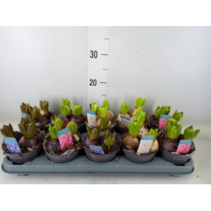 Hyacinthus orie.   ...mix 3