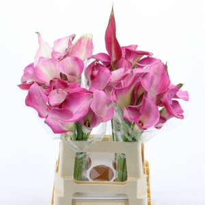 Calla Fantasia | Dubbelbloemig