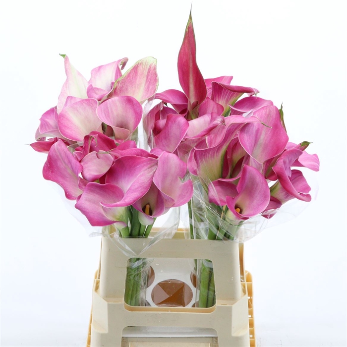 <h4>Calla Fantasia | Dubbelbloemig</h4>