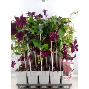 Clematis   ...