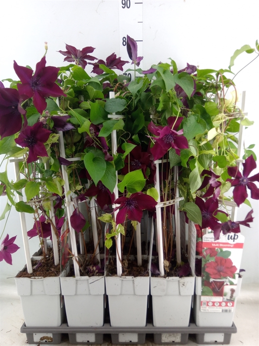 <h4>Clematis   ...</h4>