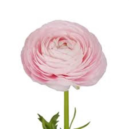 <h4># Ranunculus Rosa **clearout**</h4>