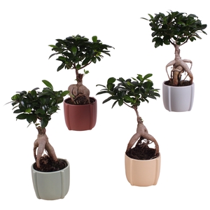 Ficus Mi Ginseng Keramiek