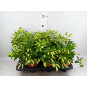 Schefflera arbor. 'Gerda'