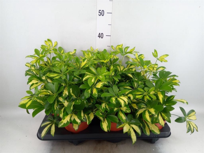<h4>Schefflera arbor. 'Gerda'</h4>