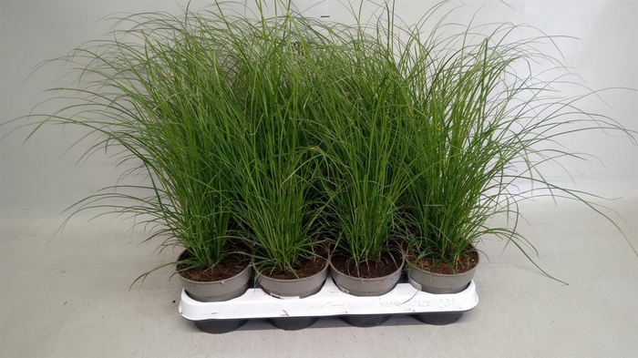 <h4>Carex brunnea</h4>