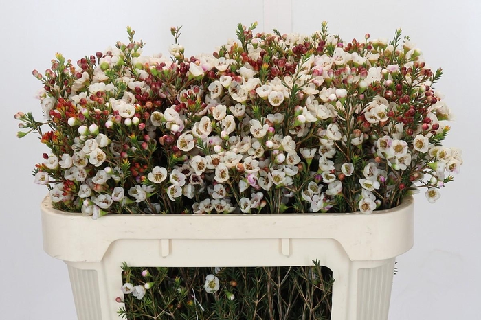 Chamelaucium Moonlight Delight