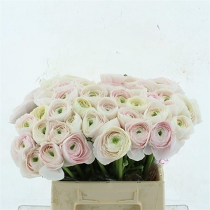 Ran Su Sr Hanoi Extra