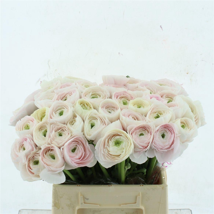 <h4>Ran Su Sr Hanoi Extra</h4>