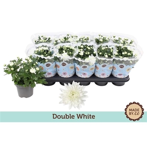 Chrysanthemum Indicum Grp Mount Gerlach