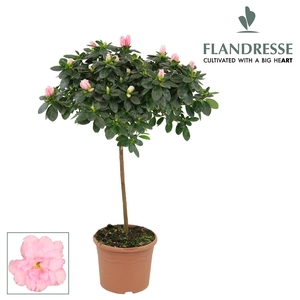 Azalea Flandresse® stam 'roze' 30 cm