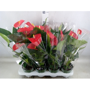 Anthurium andr. 'Madural'