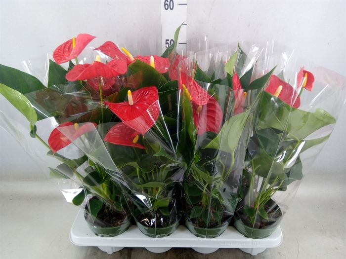 <h4>Anthurium andr. 'Madural'</h4>