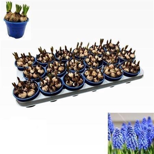 Muscari armeniacum