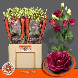 EUS G AROSA RED