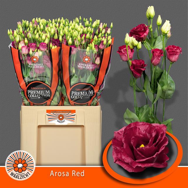 EUS G AROSA RED