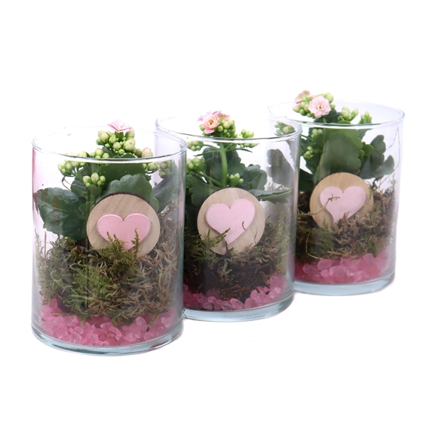 <h4>Opgemaakt cilinder glas met mos, kalanchoe en hart bijsteker</h4>