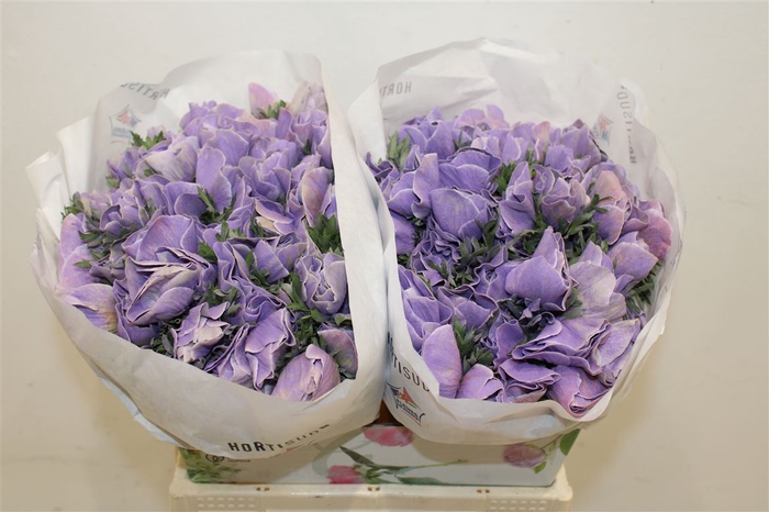 <h4>Anem Marianne Powder Lavender</h4>