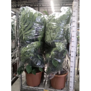 Monstera delic.