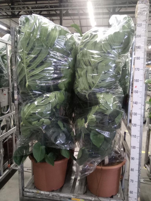 <h4>Monstera delic.</h4>