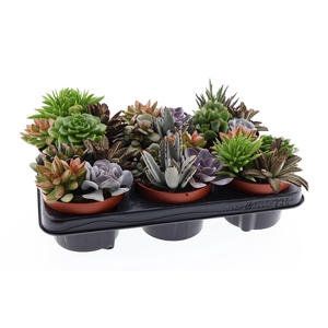 SUCCULENTS MIX TRIO