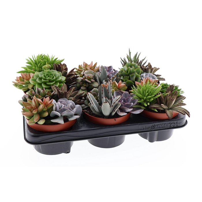 <h4>Succulents   ...</h4>