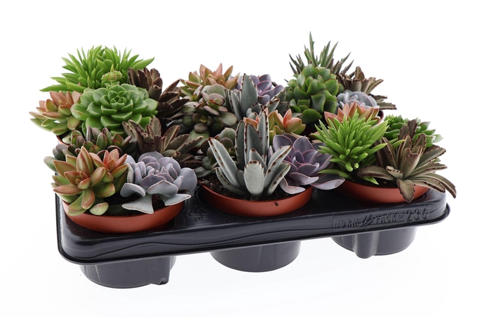 <h4>SUCCULENTS MIX TRIO</h4>