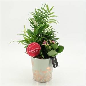 Arrangementen kamerplanten bloeiend H%