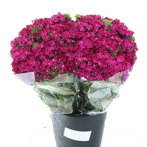 Di Barb Amazon Cherry Super