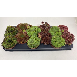 Sempervivum Mix