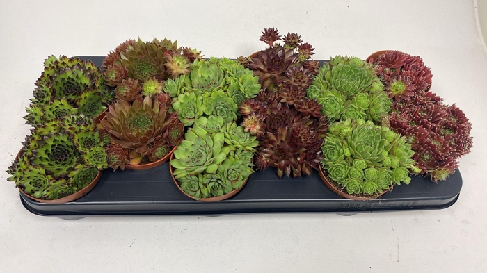 <h4>Sempervivum Mix</h4>