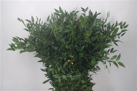 <h4>Ruscus It. Per Bunch 250 Gram</h4>
