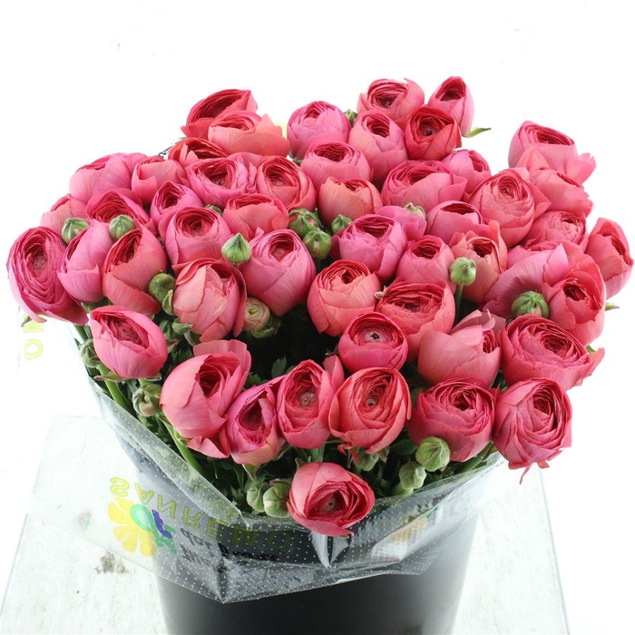 <h4>Ran Su Sr Fragolino Super</h4>