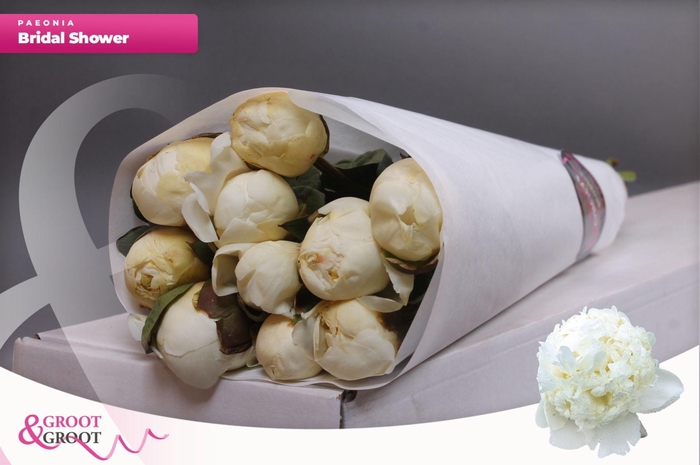<h4>Paeonia Bridal Shower</h4>