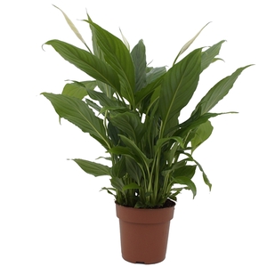 Spathiphyllum Torelli P12