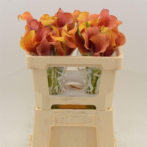 Calla Trinity | Dubbelbloemig