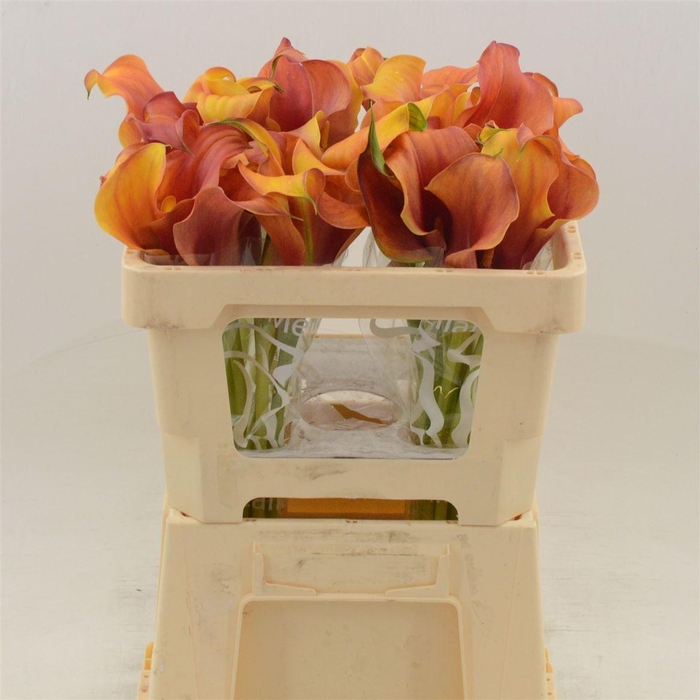 <h4>Calla Trinity | Dubbelbloemig</h4>